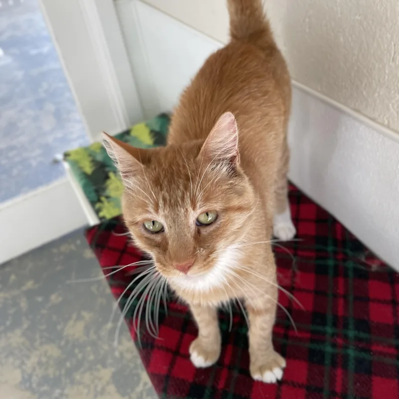 Sundance thumbnail 6