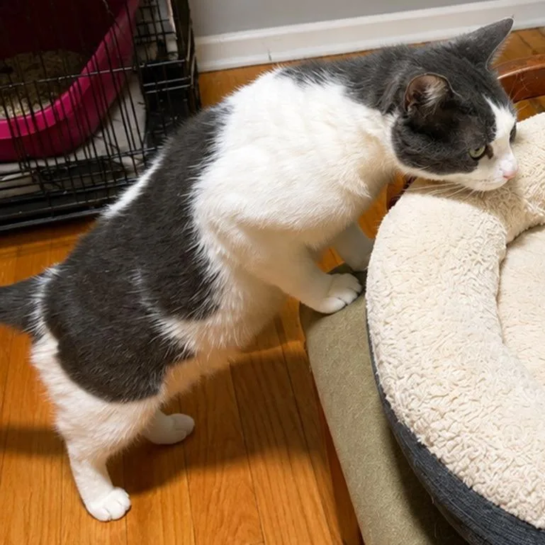 An adult small-sized male Gray / Blue / Silver Domestic Short Hair cat named Charlie for adoption in Los Angeles, CA