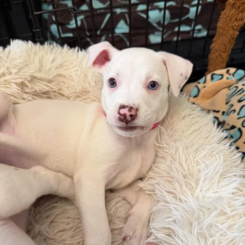 A baby medium-sized female White / Cream Mixed Breed dog named Tula for adoption in Joliet, IL