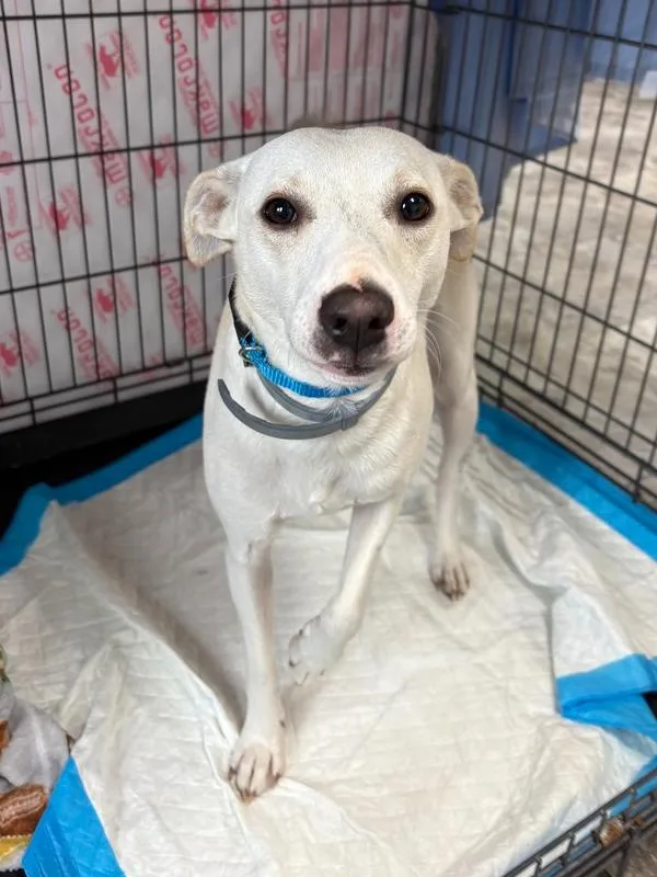 An adult small-sized female Jack Russell Terrier dog named Dezzy for adoption in Rochester, IN