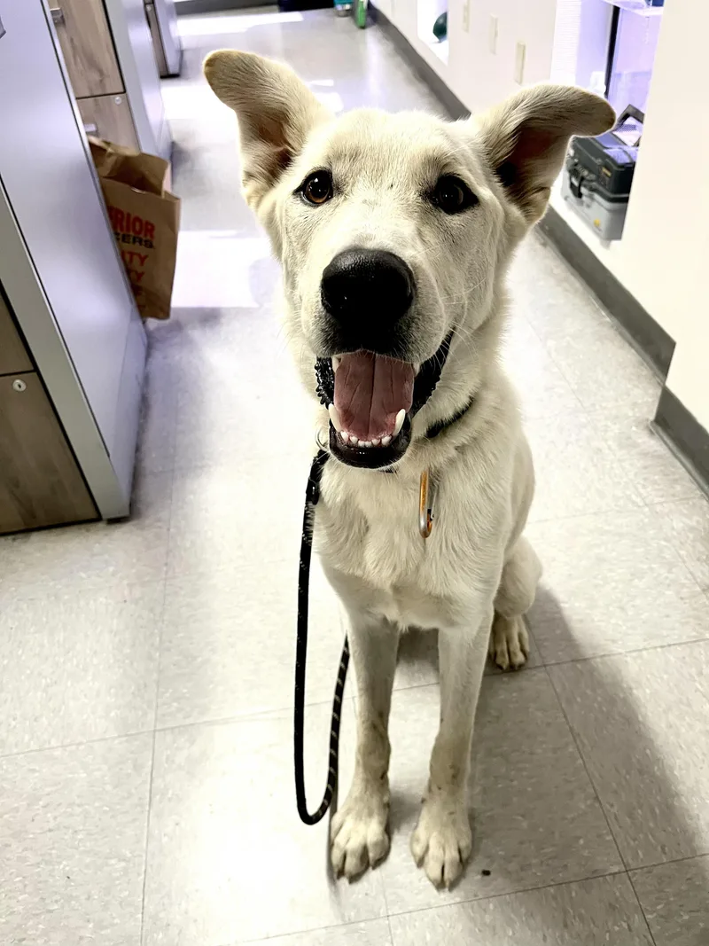 A young large-sized female White / Cream German Shepherd Dog dog named Rosie for adoption in Phoenix, AZ