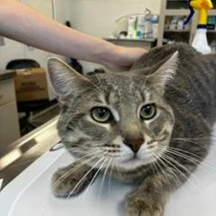 An adult large-sized male Gray & White Domestic Short Hair cat named Pot Roast for adoption in Evanston, IL