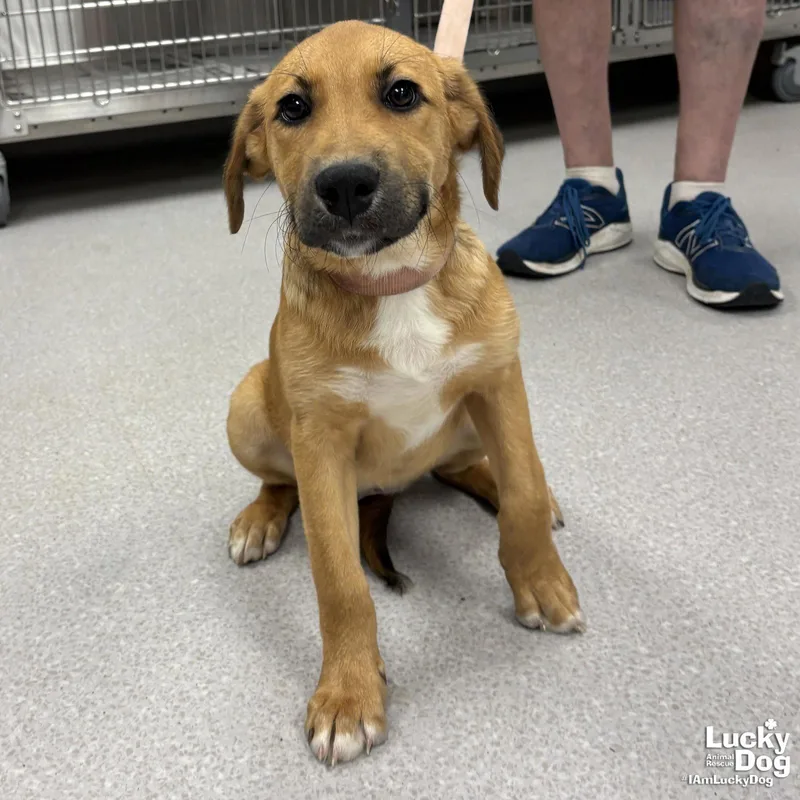 A baby large-sized female Shepherd dog named Pip for adoption in Washington, DC