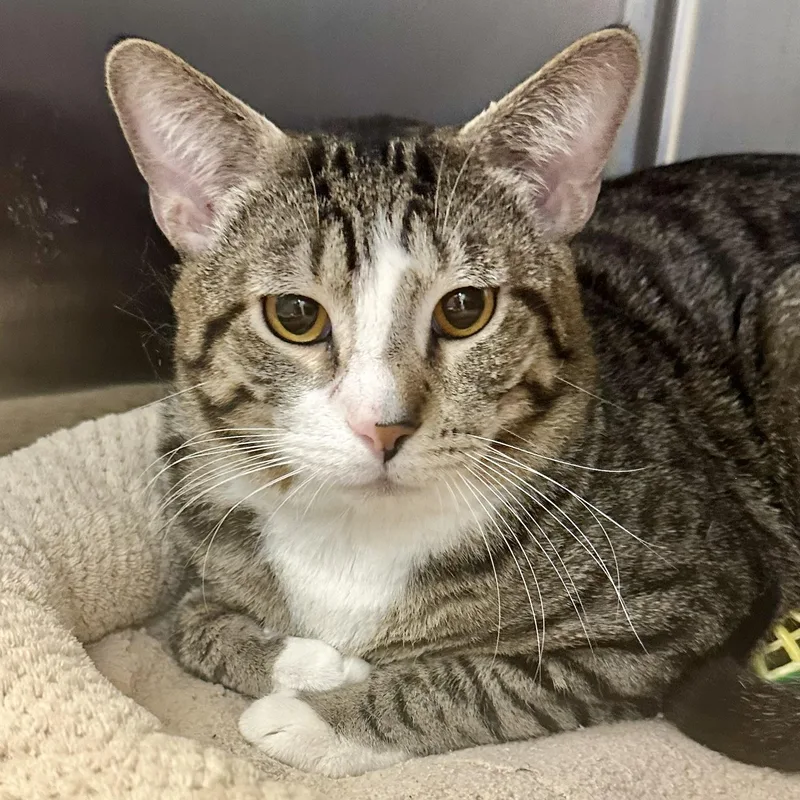 An adult medium-sized male Domestic Short Hair cat named Dewey for adoption in Reisterstown, MD