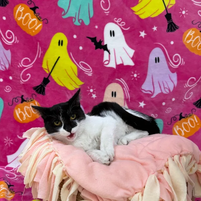 An adult medium-sized female Black Domestic Short Hair cat named Betty Spaghetti for adoption in Deerfield, IL