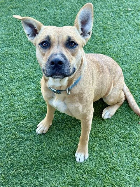 An adult medium-sized female Mixed Breed dog named Callie for adoption in Dallas, TX