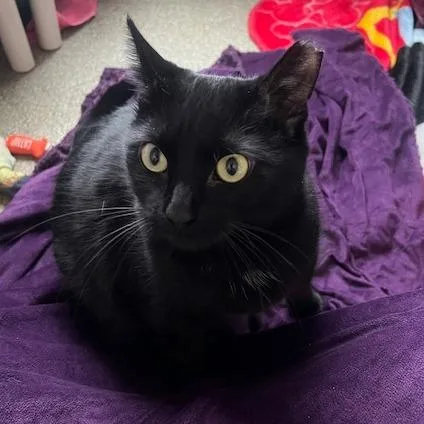 An adult large-sized female Black Domestic Short Hair cat named Hershey for adoption in Chicago, IL