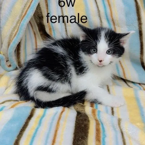 A young small-sized male Domestic Medium Hair cat named Shadow for adoption in New Tazewell, TN