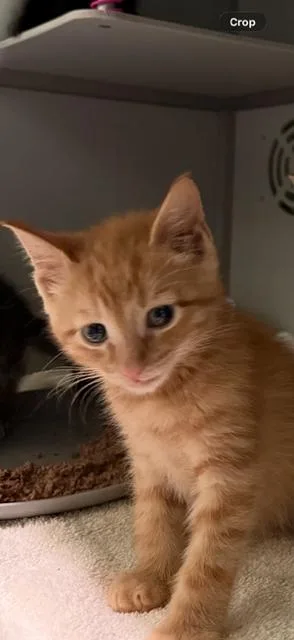 A baby medium-sized male Orange / Red Domestic Short Hair cat named Hickory for adoption in Honesdale, PA