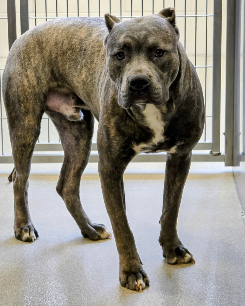 A young large-sized male Brindle Cane Corso dog named Blacky for adoption in Amityville, NY