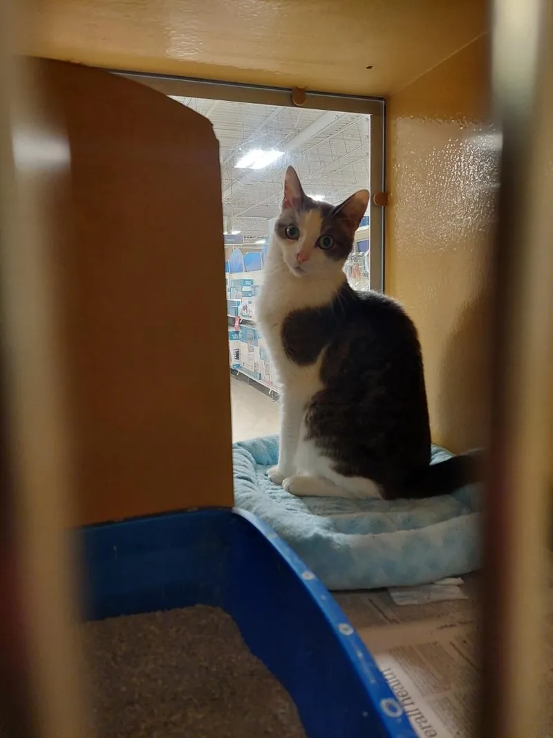 An adult medium-sized male White Domestic Short Hair cat named Magellan for adoption in Turnersville, NJ
