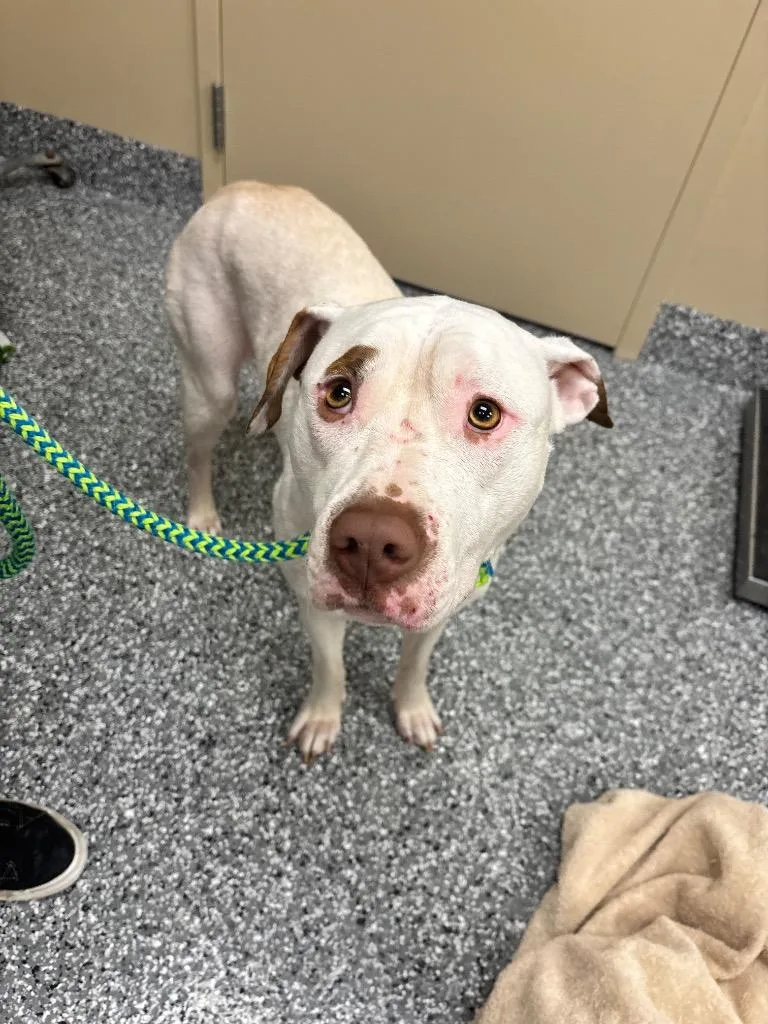 A baby large-sized female Pit Bull Terrier dog named Bug for adoption in Liverpool, NY