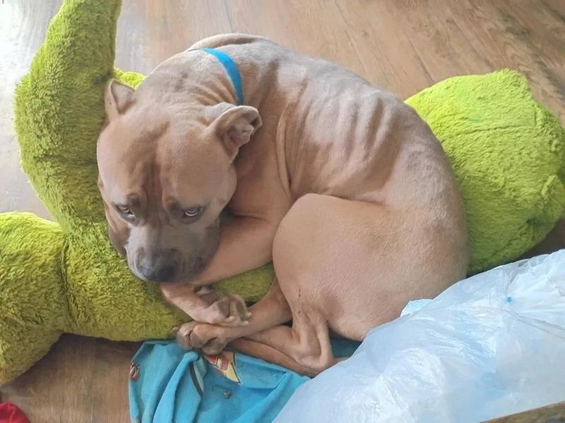 An adult extra large-sized male American Staffordshire Terrier dog named Jake for adoption in Crocker, MO