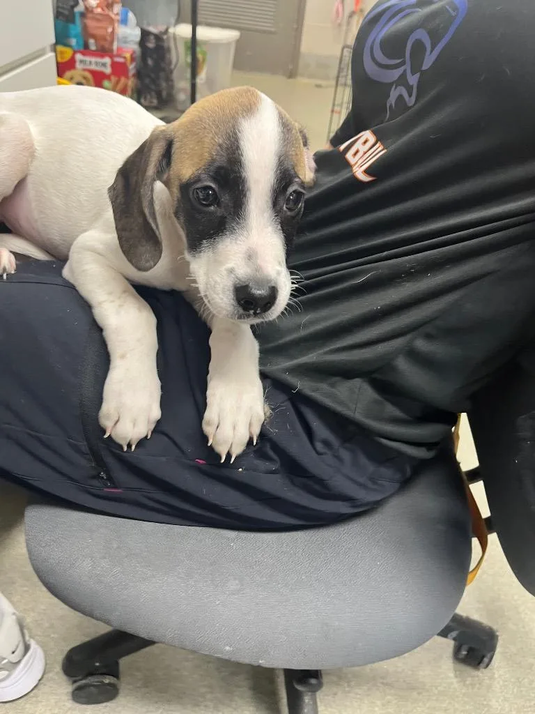 A baby medium-sized male Hound dog named Cider for adoption in Hopkinsville, KY