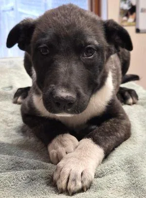 A baby medium-sized female Pit Bull Terrier dog named Roady for adoption in Savannah, MO