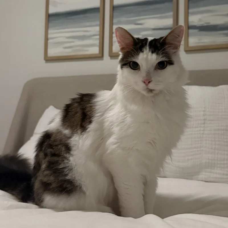 A young medium-sized male Black & White / Tuxedo Domestic Long Hair cat named Elliot for adoption in Bridgeport, CT