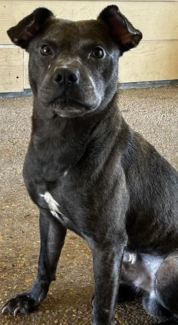 An adult medium-sized male Terrier dog named Ace for adoption in San Antonio, TX