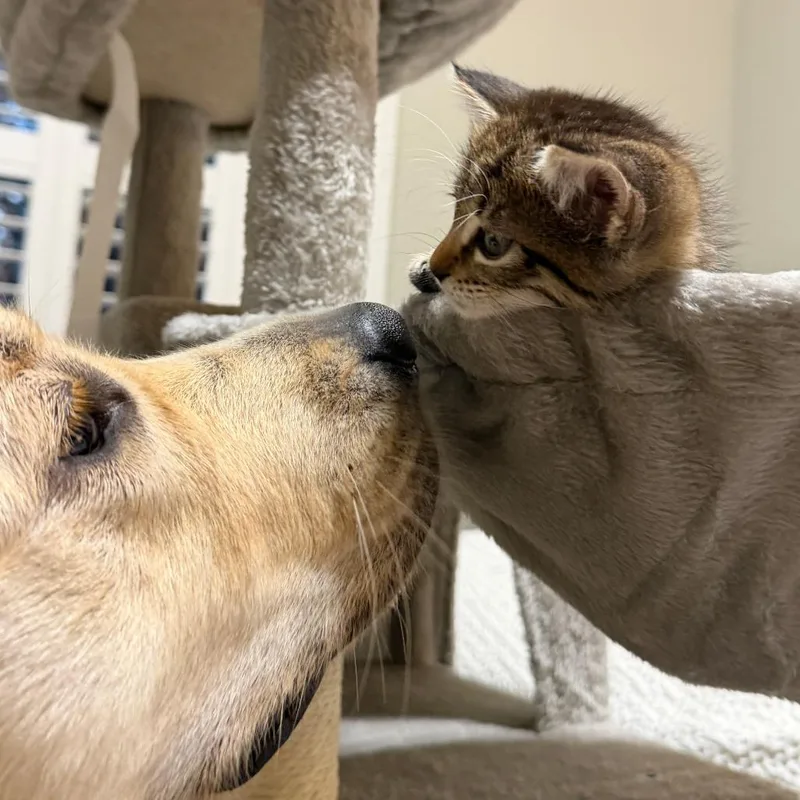 A baby small-sized male Brown / Chocolate Domestic Short Hair cat named Sweet Chip for adoption in Austin, TX