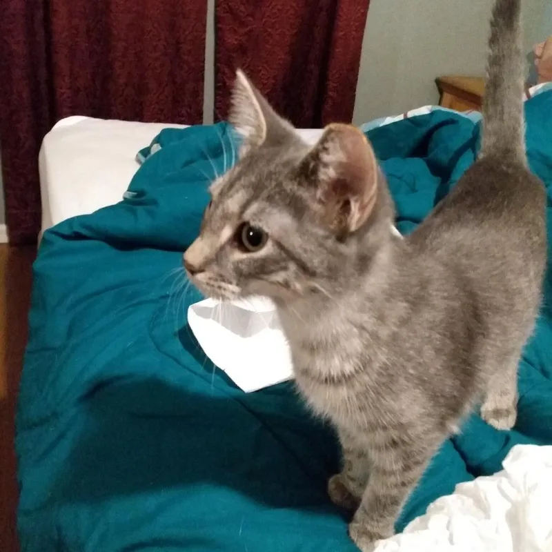A young small-sized female Gray / Blue / Silver Domestic Short Hair cat named Sammy for adoption in Shelbyville, IN