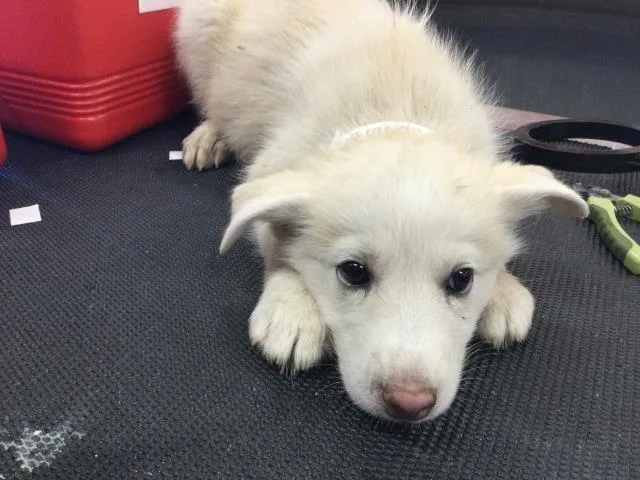 A baby small-sized female Siberian Husky dog named Suzy for adoption in Thousand Palms, CA