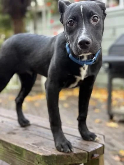 A young medium-sized male Mixed Breed dog named Sprawl for adoption in Bellevue, WA