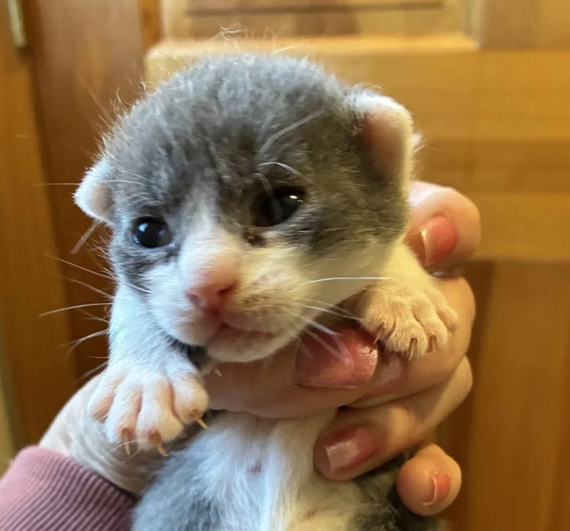 A baby small-sized male Domestic Short Hair cat named Kala for adoption in Meriden, CT