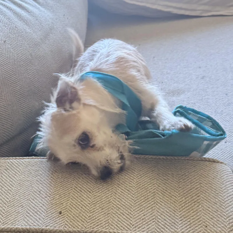 A baby small-sized male Apricot / Beige Wirehaired Terrier dog named Mr. Cutie Dexter for adoption in Ridgefield, WA