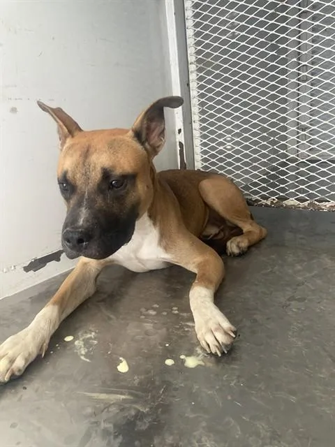 A young large-sized male Pit Bull Terrier dog named Goose for adoption in Bakersfield, CA