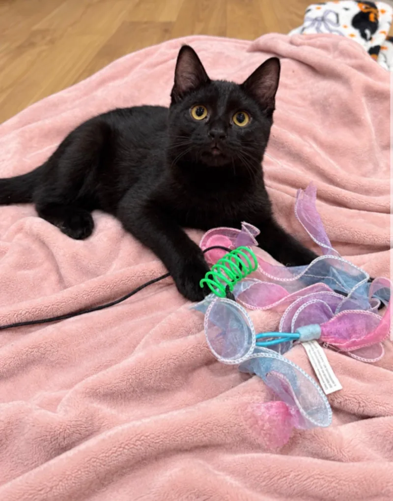 A baby small-sized female Black Domestic Short Hair cat named Lily for adoption in Avon Lake, OH