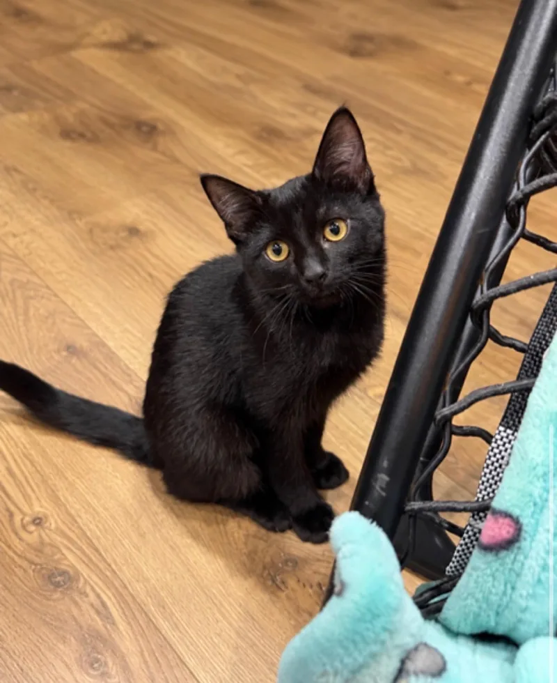 Lily thumbnail 2