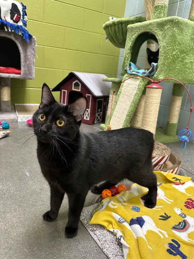 A young small-sized male Domestic Short Hair cat named Flint for adoption in Johnson City, TN