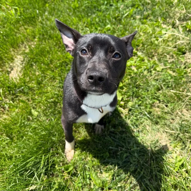 An adult small-sized male Black Mixed Breed dog named Elliot for adoption in Clinton, IL