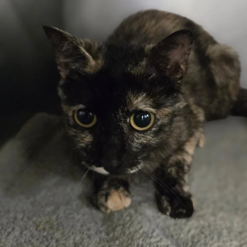 A young medium-sized female Tortoiseshell Domestic Short Hair cat named Dorothy for adoption in San Jacinto, CA