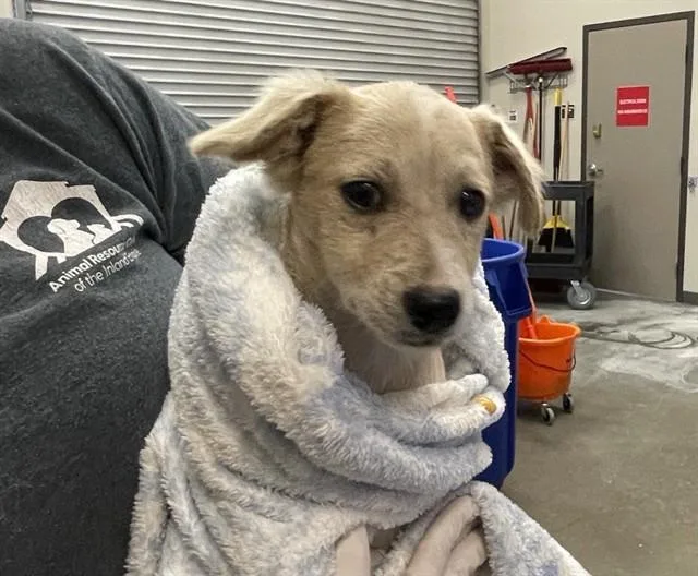 A baby small-sized male Chihuahua dog named Coconut for adoption in Ontario, CA