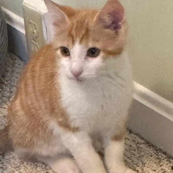 A baby small-sized male Orange / Red Domestic Short Hair cat named Curry for adoption in Frederick, MD