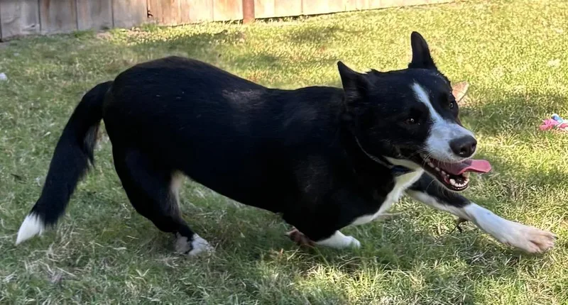 An adult medium-sized female Border Collie dog named Purple Collar for adoption in Great Bend, KS