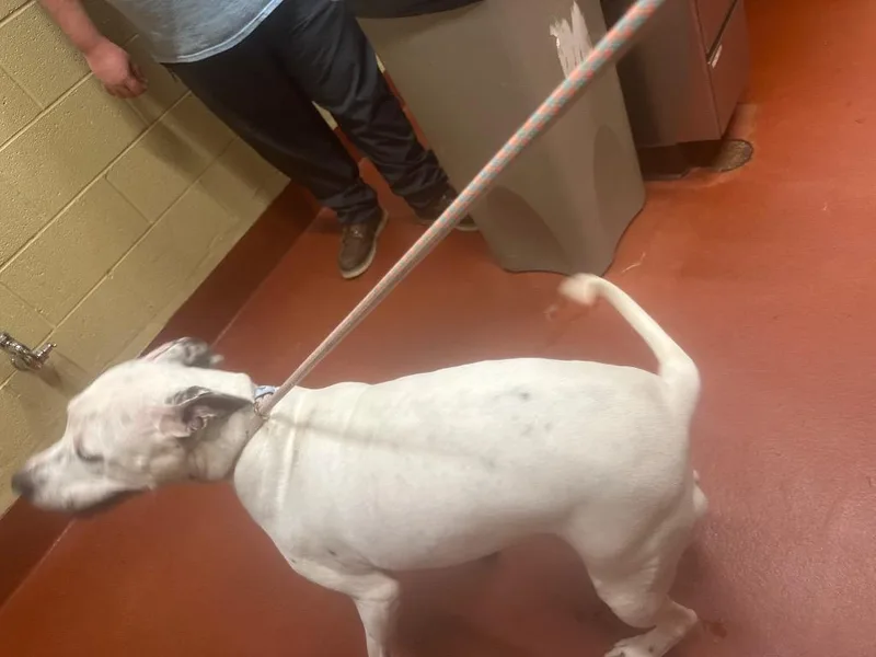 A young medium-sized female Mixed Breed dog named Friga for adoption in Douglasville, GA