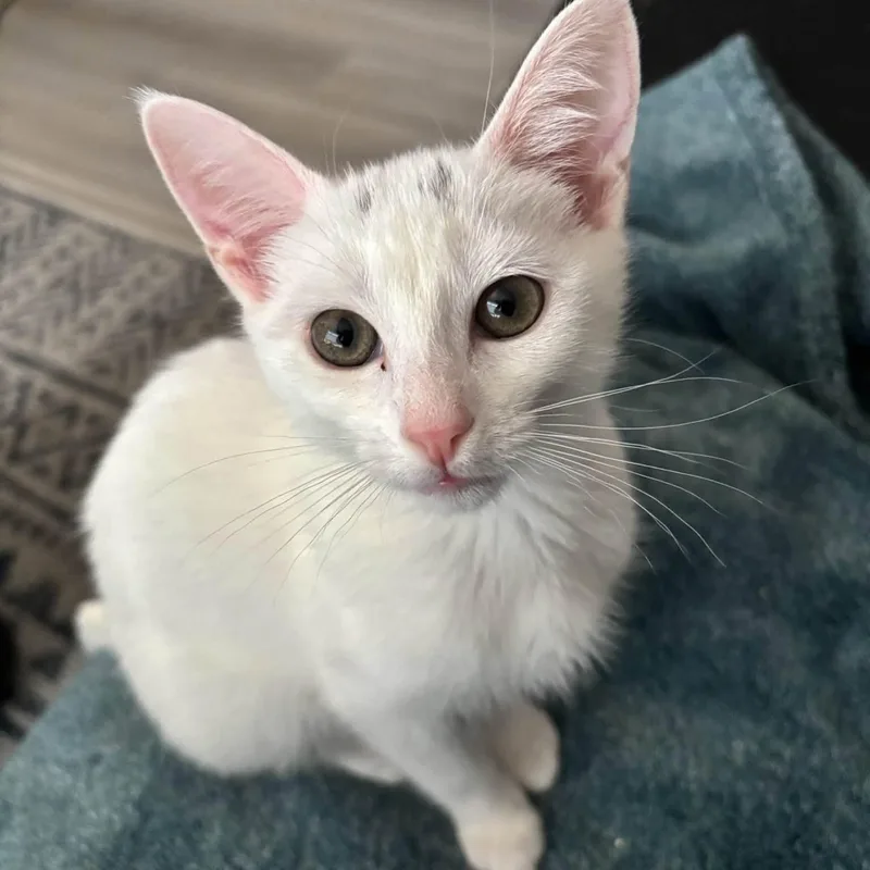 A baby medium-sized female White Domestic Short Hair cat named Zamboni for adoption in Renton , WA