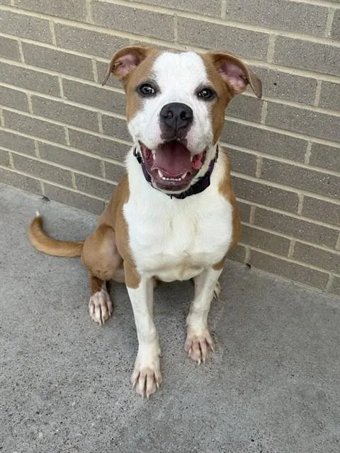 A young large-sized male Mixed Breed dog named Mussel for adoption in Dallas, TX