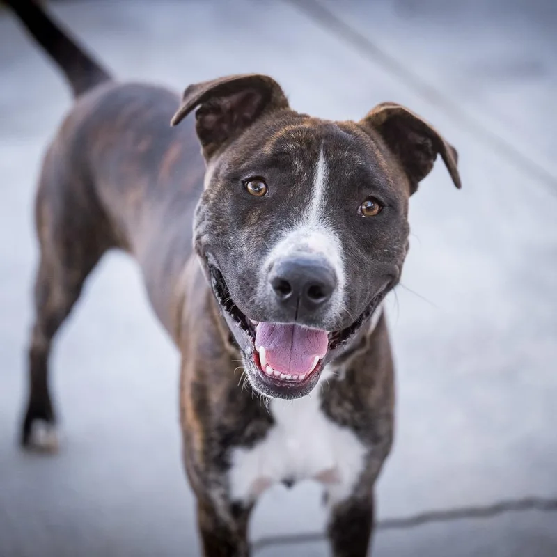 A baby medium-sized male Pit Bull Terrier dog named Brisco for adoption in Twentynine Palms, CA