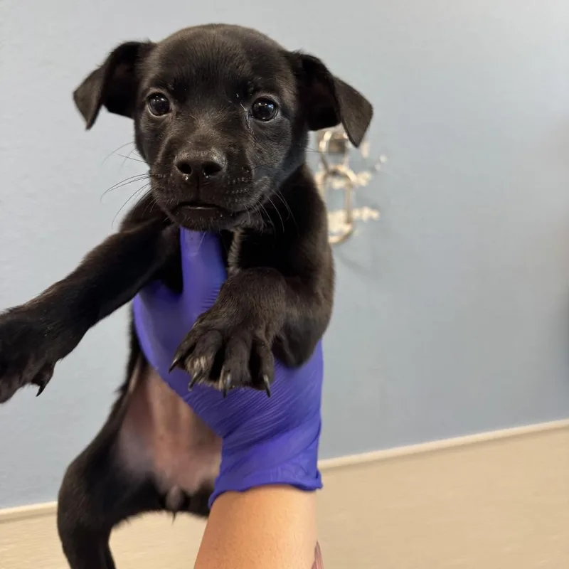 A baby small-sized female Black Mixed Breed dog named Churro for adoption in Las Cruces, NM