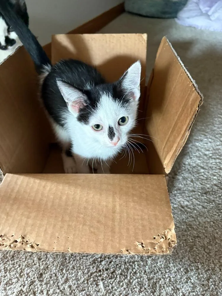 A baby small-sized male Black & White / Tuxedo Domestic Short Hair cat named Freckle for adoption in Mooresville, NC