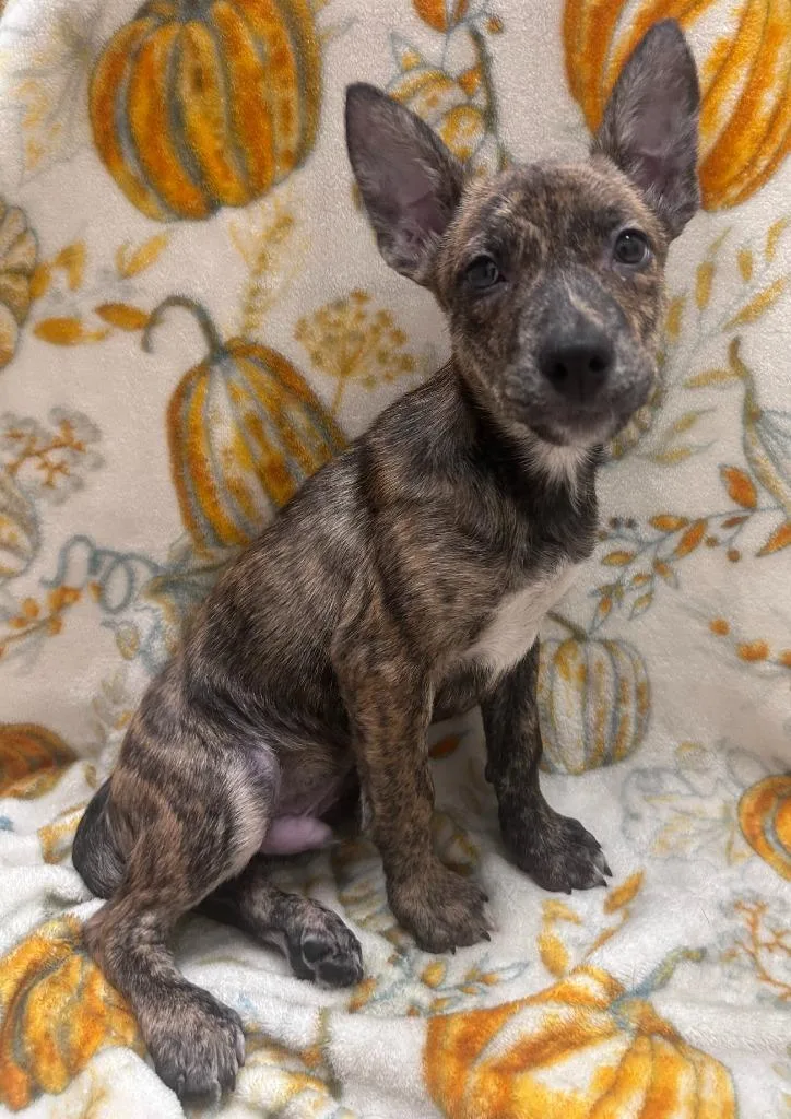 A baby medium-sized male Hound dog named Bucky for adoption in Madison, GA