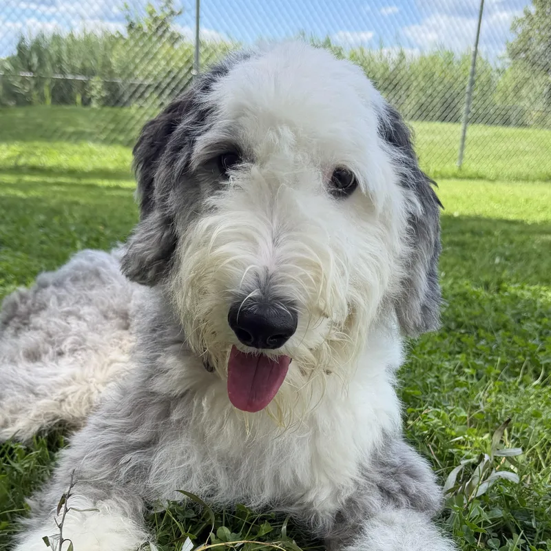 An adult medium-sized male White / Cream Old English Sheepdog dog named Gloria for adoption in Grayslake, IL