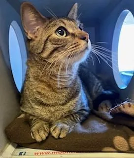 An adult large-sized male Tabby (Brown / Chocolate) Domestic Short Hair cat named Hazelnut for adoption in Mason City, IA