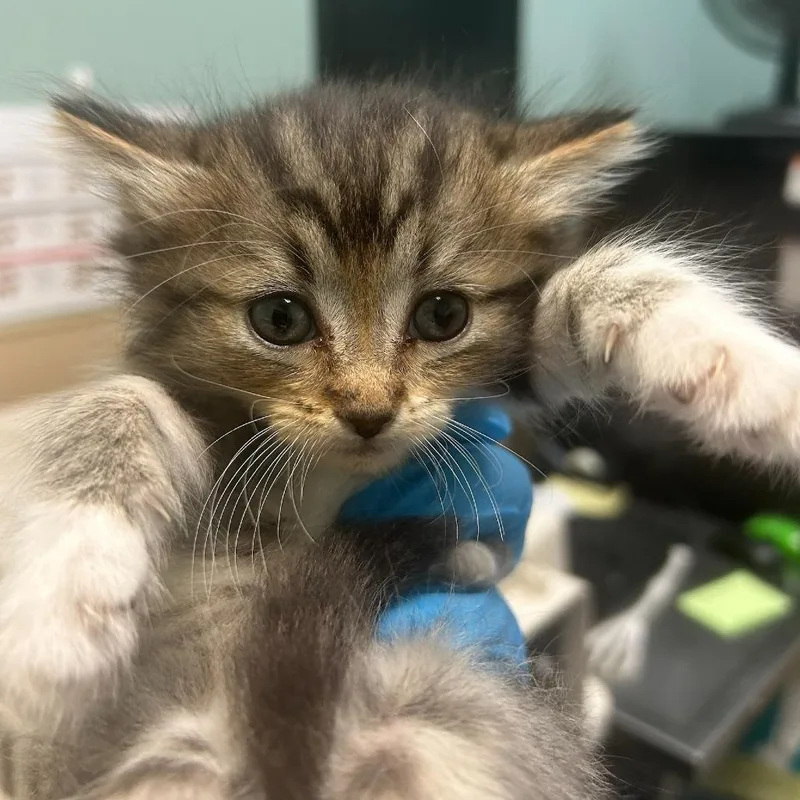 A baby small-sized female Brown / Chocolate Domestic Short Hair cat named Gertie for adoption in Tacoma, WA