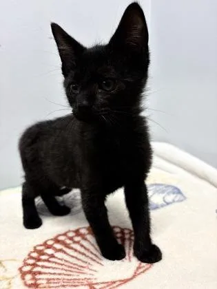 A baby small-sized male Domestic Short Hair cat named Ben for adoption in West Chester, PA