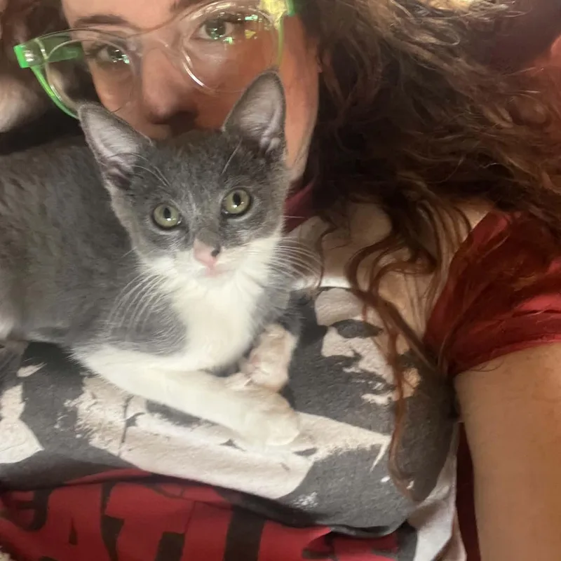 A baby medium-sized male Gray & White Domestic Short Hair cat named Kyle for adoption in Royal Oak, MI