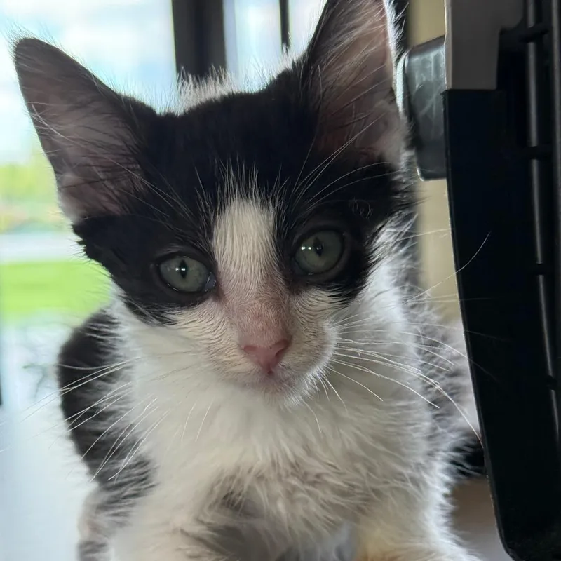 A baby small-sized male Gray / Blue / Silver Domestic Short Hair cat named Beignet for adoption in Leander, TX