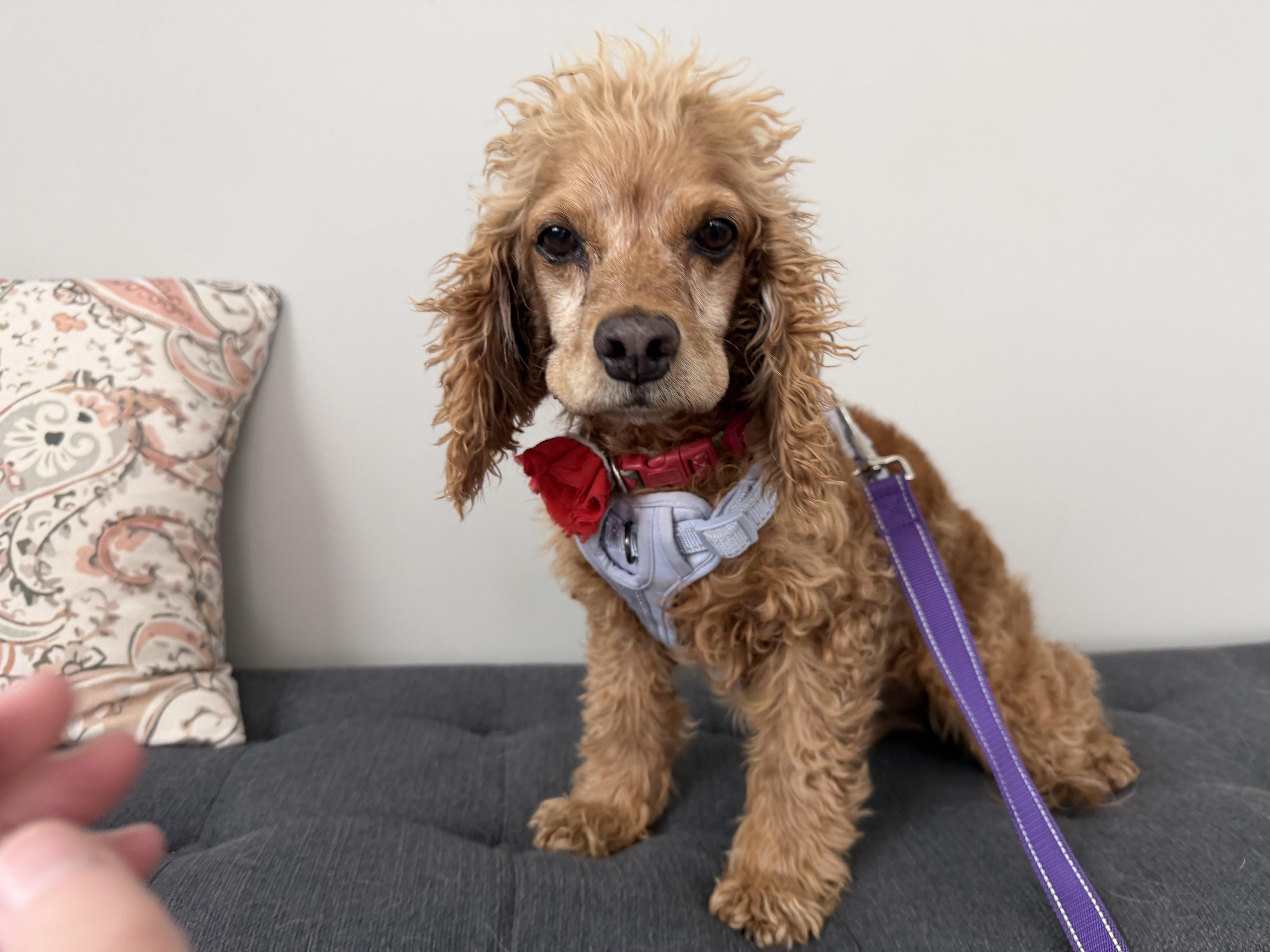 An adult small-sized female Yellow / Tan / Blond / Fawn Cocker Spaniel dog named Lady for adoption in Sherman Oaks, CA